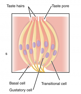 Each taste bud consists of a pore, which is an indentation in the surface of the tongue. There taste hairs reside and lead to three different types of cells: basal cells, gustatory cells, and transitional cells.