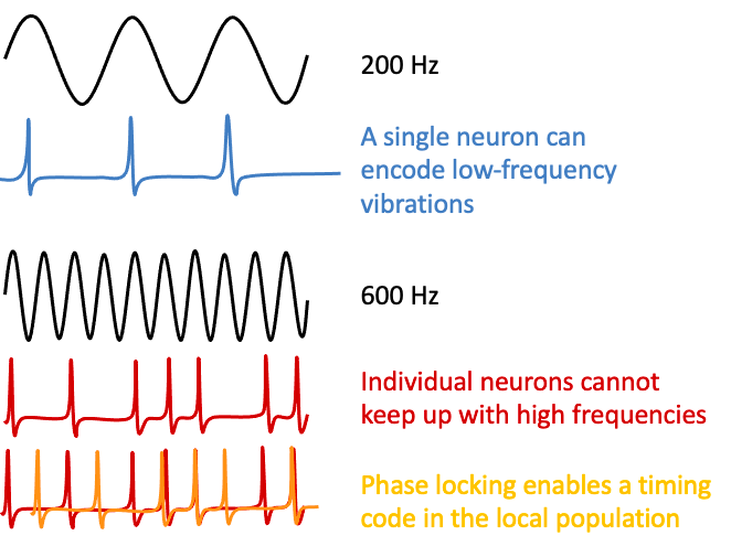 frequency theory of hearing