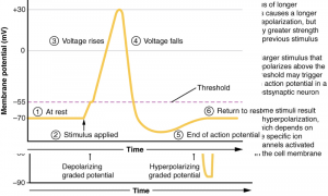 Action potentials – Introduction to Sensation and Perception