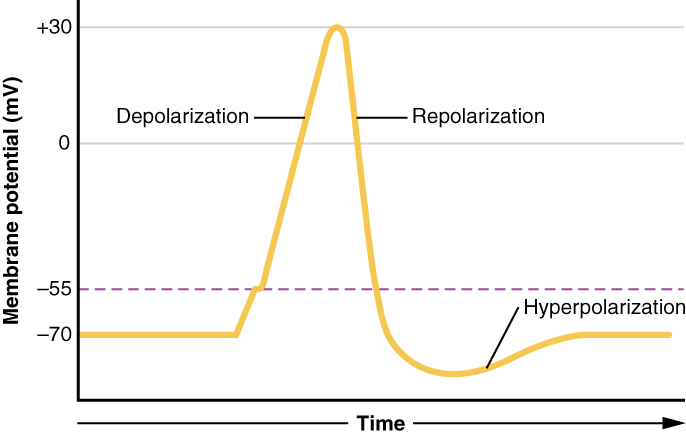 a plot showing the rise and fall of membrane potential during an action potential, with depolarization, repolarization, and hyperpolarization phases labeled