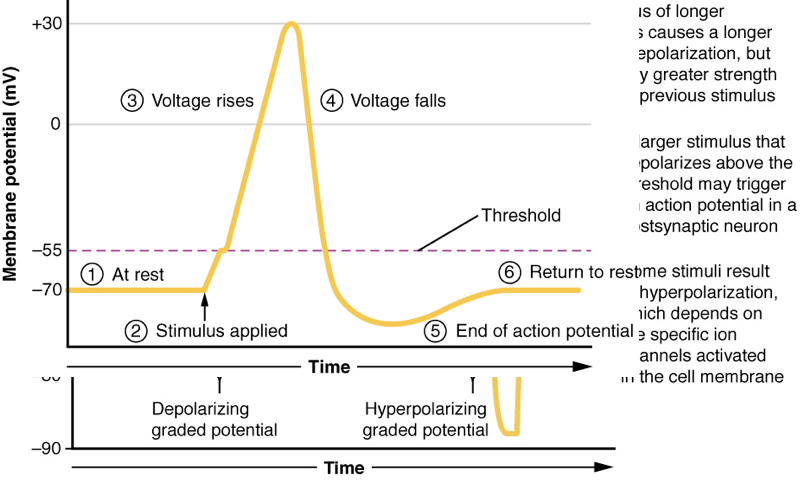Voltage trace of action potential