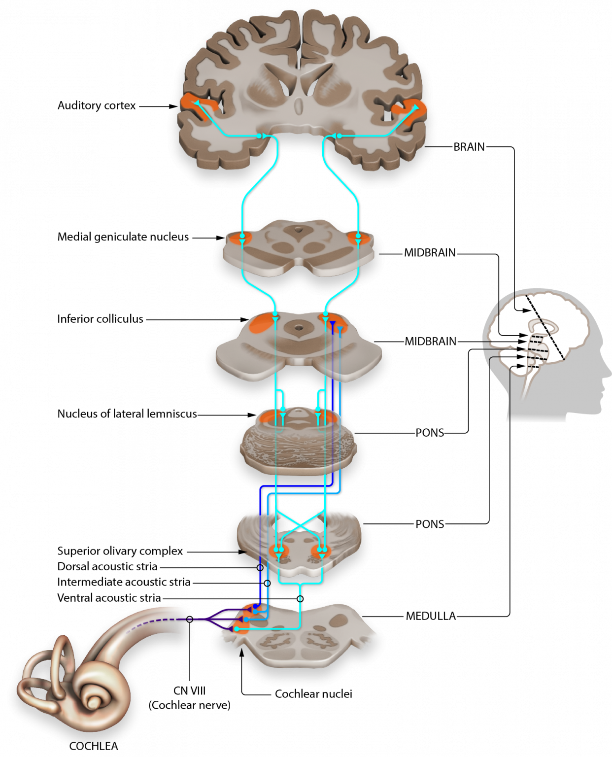 auditory nerve ear