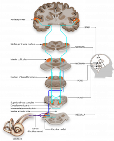 Auditory Pathways To The Brain – Introduction To Sensation And Perception