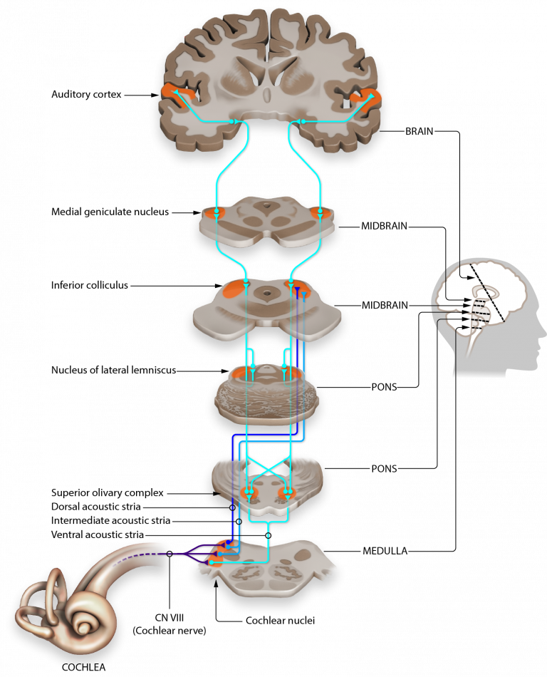 Auditory Pathways To The Brain Introduction To Sensation And Perception 6019