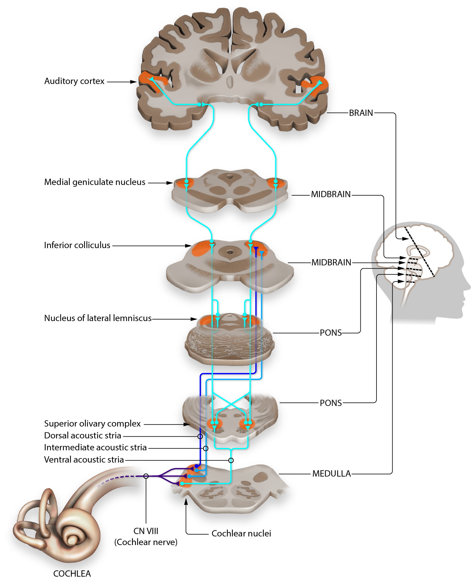 auditory-pathways-to-the-brain-introduction-to-sensation-and-perception