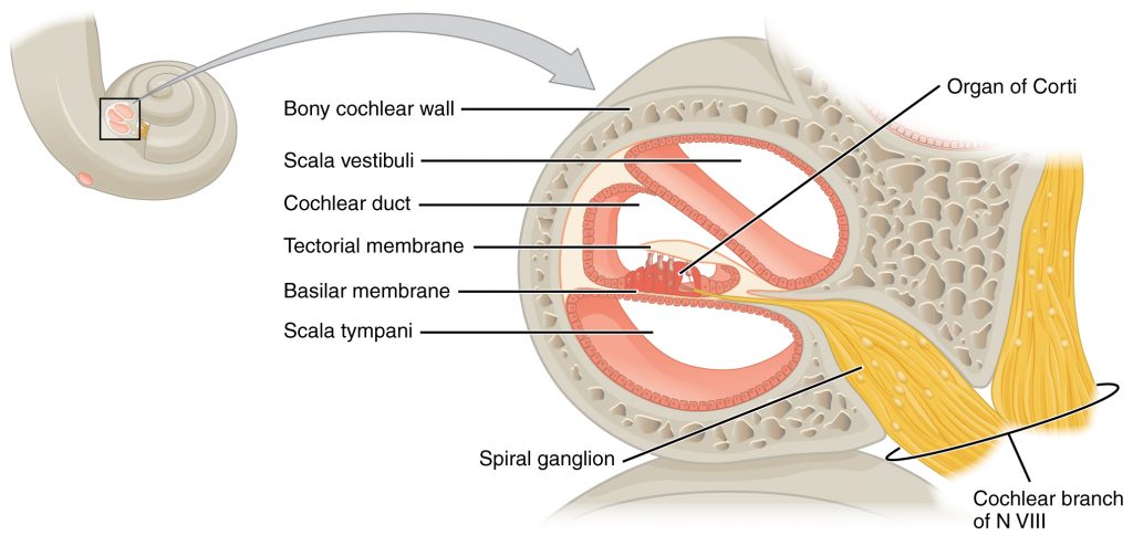 The anatomy of the cochlea is labeled. It shows the hair cells specifically.