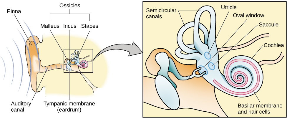 The anatomy of the ear is shown. The image is then zoomed in to give a clearer picture of the middle and inner ear.