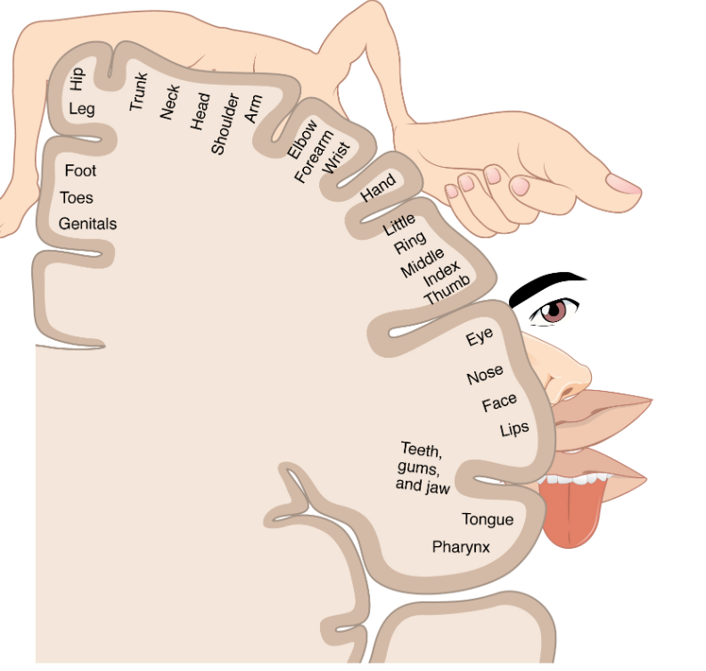 A coronal cross section of the post-central gyrus showing illustrations of body parts, warped to indicate large finger and face representations in more inferior regions and small trunk and leg regions in more superior regions.