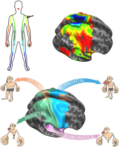 Fig. 3.2.2. Visual of the schematic representation of where body parts are located in reference to the body and which brain area represents/controls them. (Credit: Saadon-Grosman, et al. Provided by the Oxford Academic. License: CC-BY-NC)