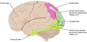 Figure 1. Ventral and dorsal pathways. The ventral stream extends from the occipital lobe toward the temporal lobe and the dorsal stream extends from the occipital lobe toward the parietal lobe. (Credit: OpenStax: Anatomy and Physiology, Figure 14.26, License: CC-BY 4.0 https://openstax.org/books/anatomy-and-physiology/pages/14-2-central-processing. No modifications.)