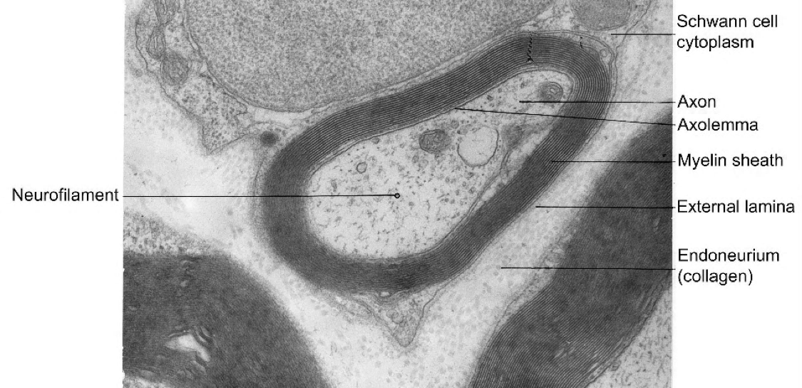 conduction-velocity-and-myelin-introduction-to-sensation-and-perception