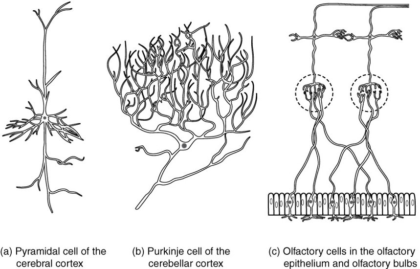 Illustrations of widely different tracings of neuron geometries (pyramidal cell, Purkinje cell, olfactory neuron).
