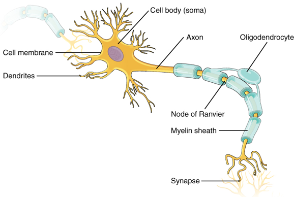 neuron dendrite function