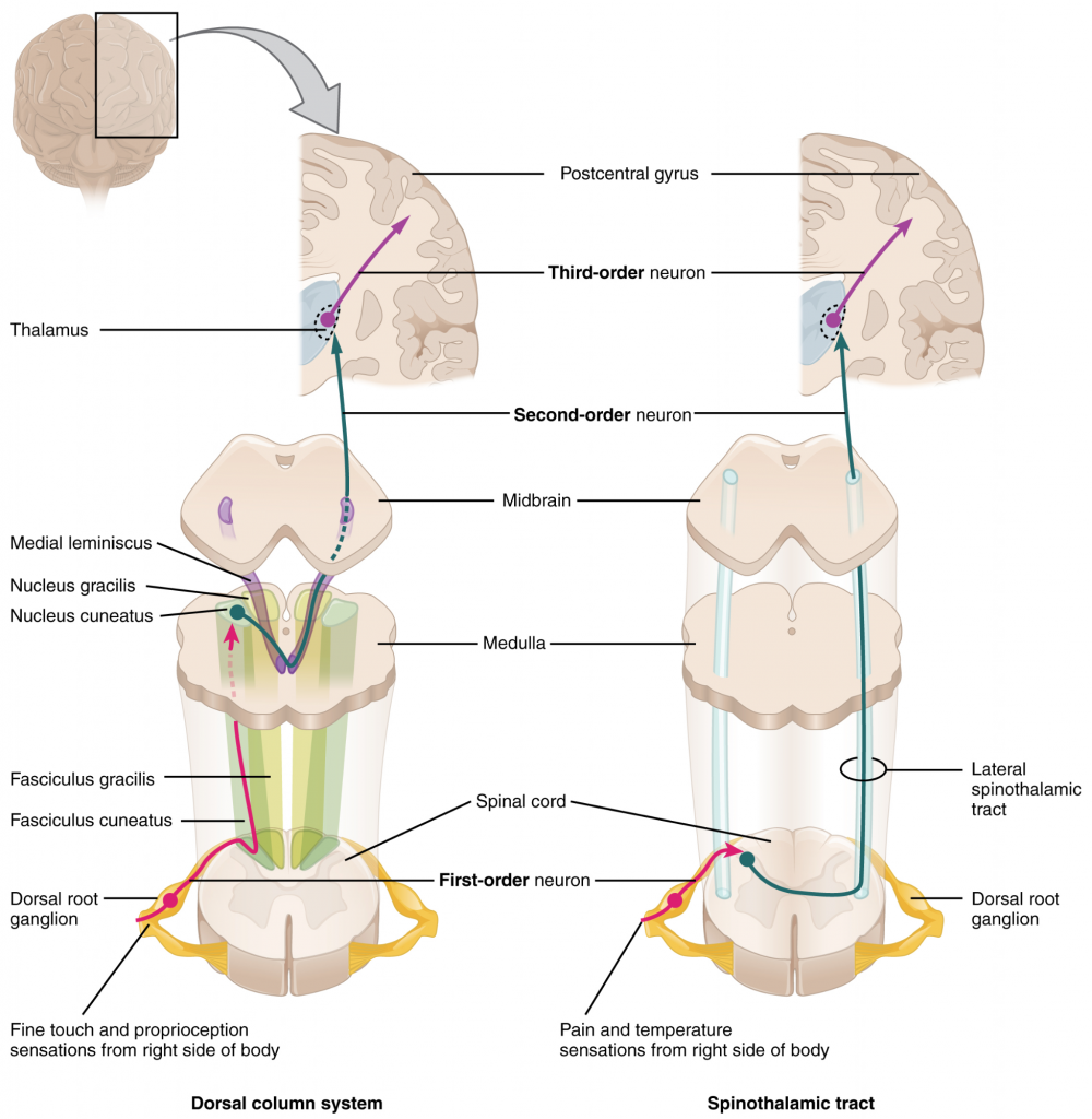 Two different sets of anatomical drawings of cross sections of the brain, brainstem, and spinal cord showing the paths of the mechanoreceptors and thermal/nociceptive pathways.