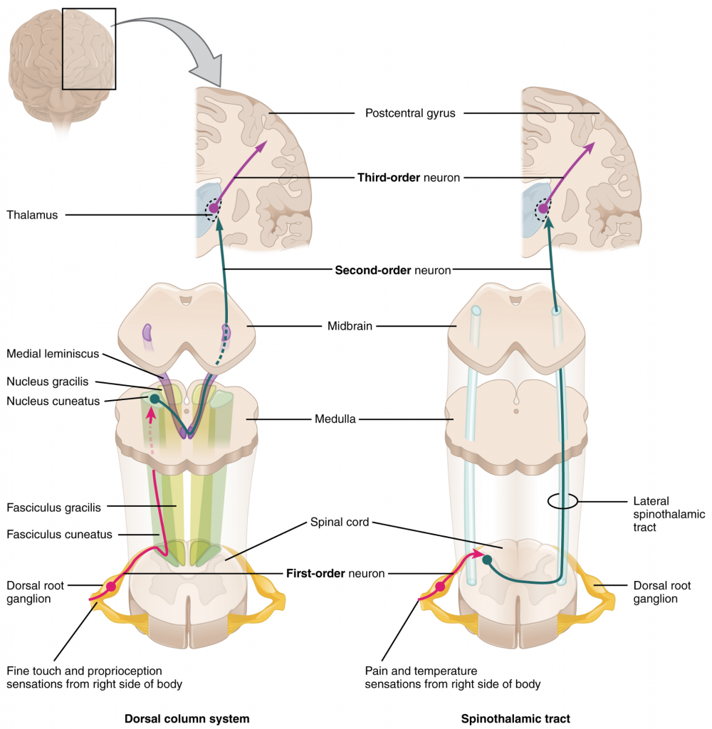 Pain Pathways In The Brain Introduction To Sensation And Perception