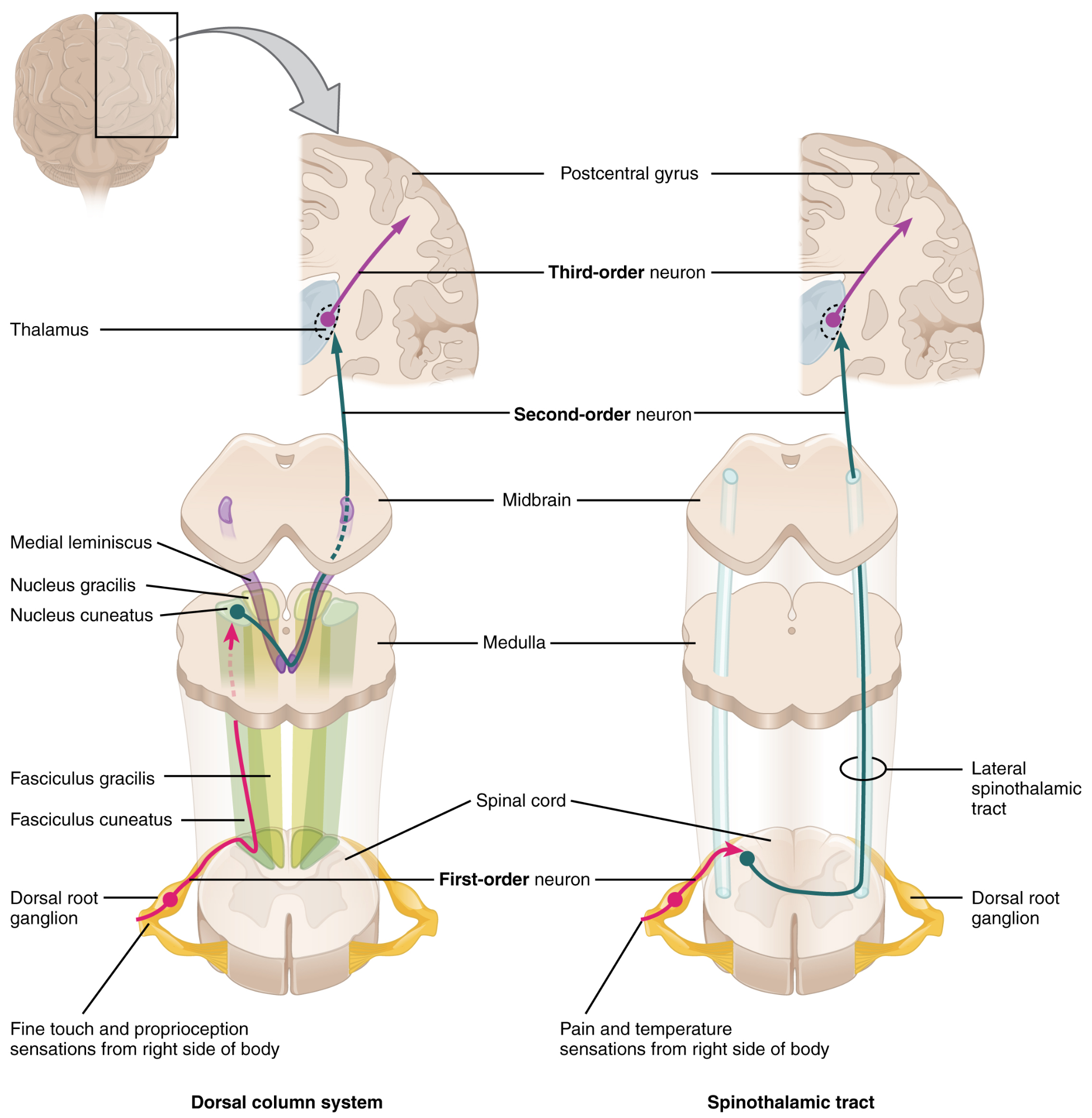 pain-pathways-in-the-brain-introduction-to-sensation-and-perception