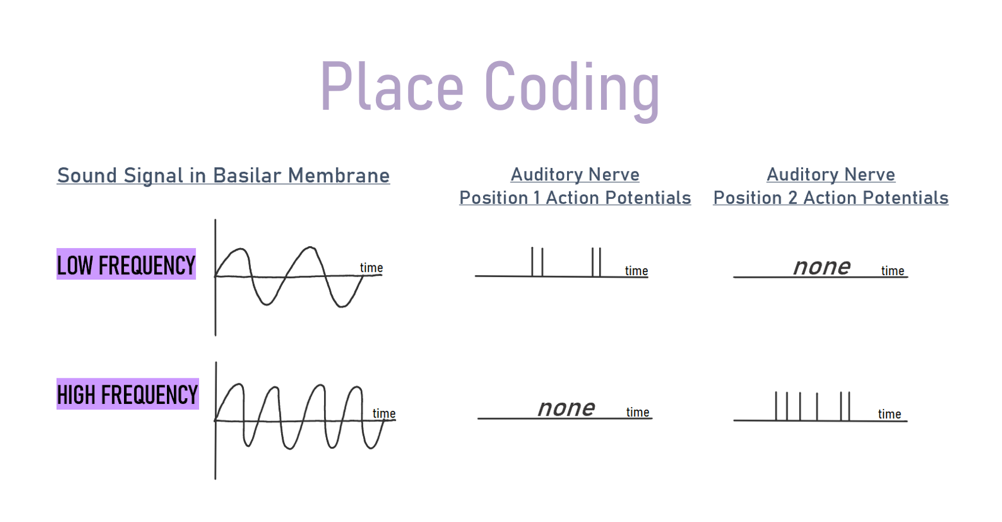 Two rows, illustrating two different frequencies. In each row, the sound pressure wave is illustrated. Then action potentials for two different locations on the basilar membrane are illustrated. One place responds to the sound wave in the first row; a different place responds to the sound wave in the second row.