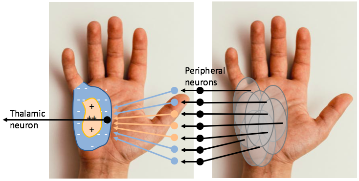 Two pictures of the palm of a hand, the one on the left shows simple receptive fields for about 8 neurons, overlapping with each other. Arrows indicate that these are combined by addition and subtraction to create a more complex receptive field, illustrated on the hand on the left, that responds with increased action potentials to pressure in the center of the complex RF, and fewer action potentials in response to pressure on the edge of the receptive field.