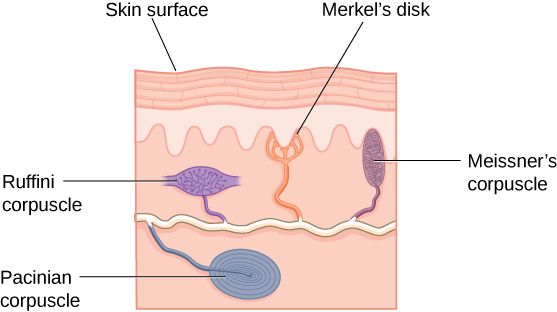 The sense of touch comprises the processing of multiple types of