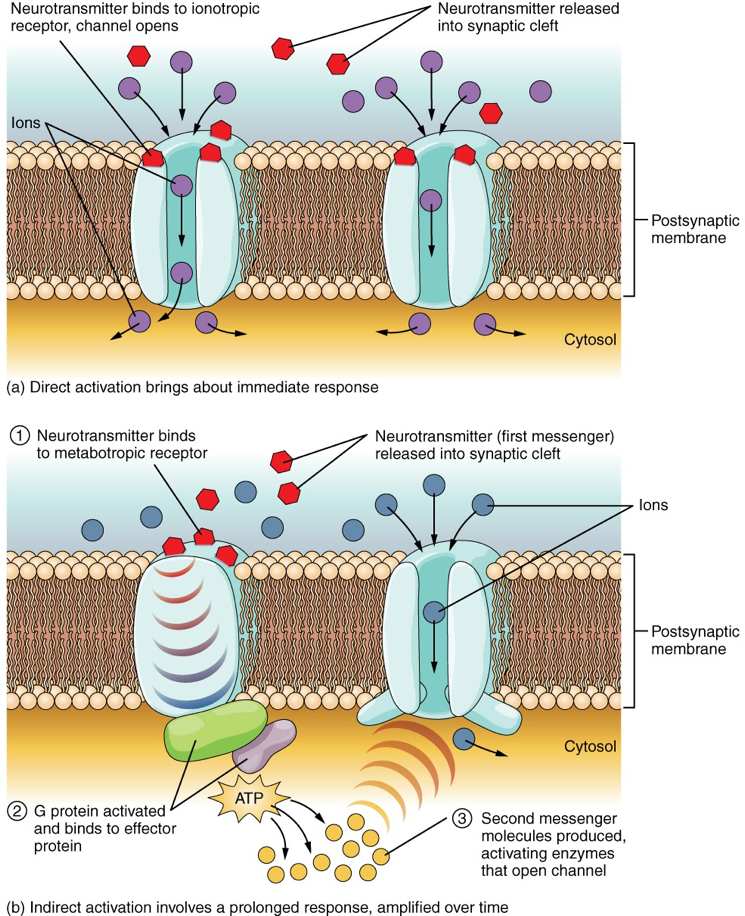 Illustrations of two different types of receptors reacting. Ionotropic receptors open up and let ions through; metabotropic receptors are connected to other large molecules in the cell.
