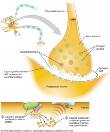 Synapses – Introduction to Sensation and Perception