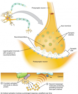 Synapses – Introduction to Sensation and Perception