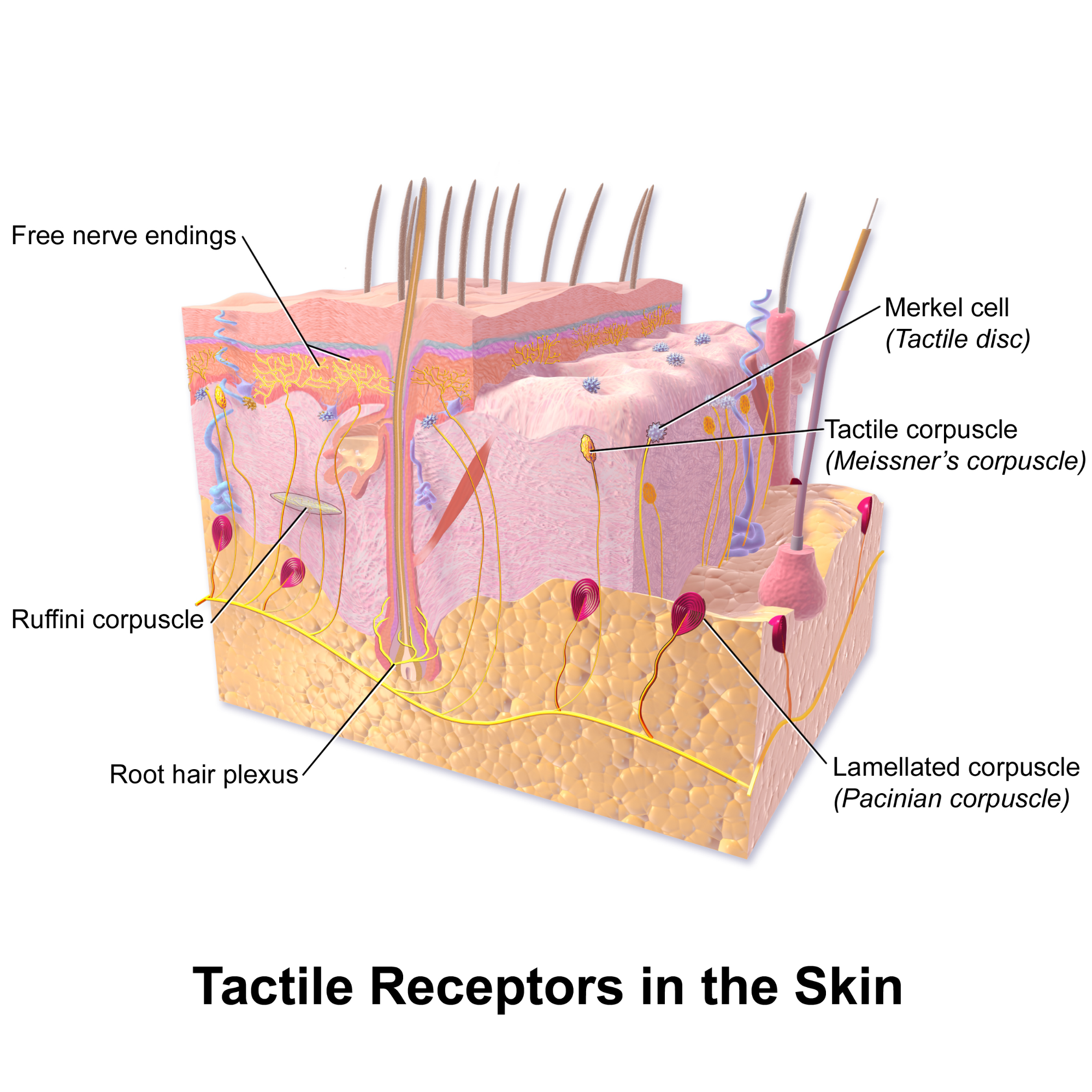 A 3D cross section of skin showing different types of receptors embedded.