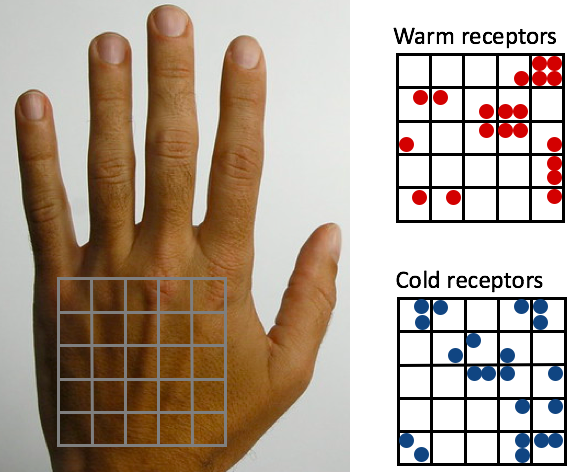 Image of back of hand with grid on it. Two grids off to the side showing sparsely distributed red dots (warm thermal receptors) and blue dots (cool thermal receptors)