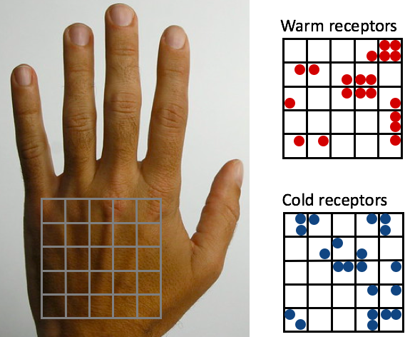 thermal-receptors-introduction-to-sensation-and-perception