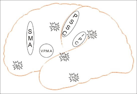 An outline of the brain showing SMA near the front and PSSC near the middle.