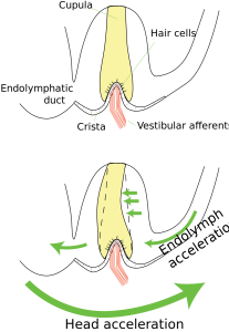 Figure 3.7.1. A normal functioning endolymph and cupula. This image shows how the cupula sits inside the endolymph during normal density. When alcohol enters the blood, the density of the endolymph will increase causing it to become heavier. The cupula starts to float a little bit inside the endolymph and be able to move more. This extra movement of the cupula is what causes alcohol induced spins. Once alcohol leaves the bloodstream the endolymph will return back to its normal density with the cupula sitting snugly inside. (Credit: Thomas.haslwanter, "Ampulla of SemicircularCanal", CC BY-SA 3.0, https://creativecommons.org/licenses/by-sa/3.0/?ref=openverse.)