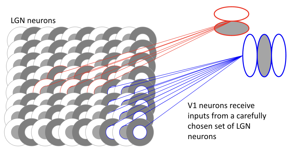 Two different V1 receptive fields are illustrated as being created by sampling from a field of LGN neurons.