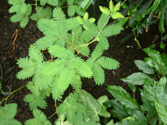 A photograph of the Mimosa pudica shows a plant with many tiny leaves.
