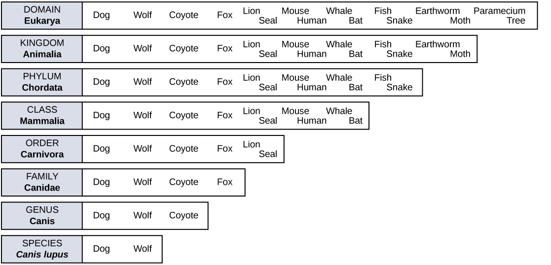 A chart shows the eight levels of taxonomic hierarchy for the dog, Canis lupus.