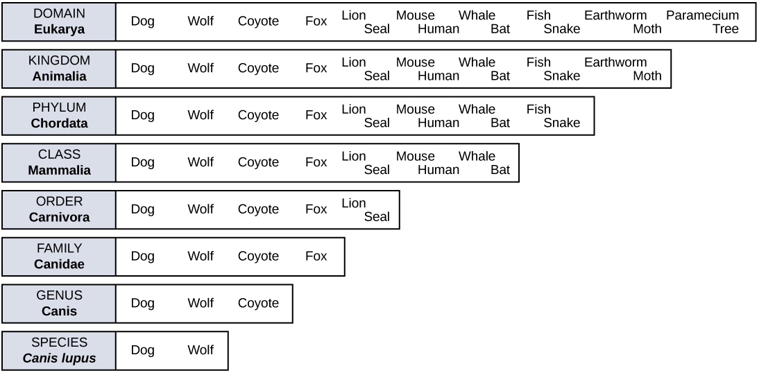 A chart shows the eight levels of taxonomic hierarchy for the dog, Canis lupus. 