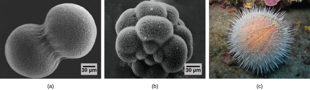 Image A shows two conjoined cells forming a dumbbell shape; the fertilization envelope has been removed so that the mesh-like outer layer can be seen. Image B shows the sea urchin embryo when it has divided into 16 conjoined cells; the overall shape is rounder than in image A. Image C shows a