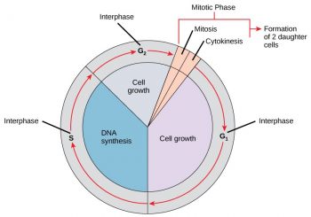 The Cell Cycle – Introductory Biology: Evolutionary and Ecological ...