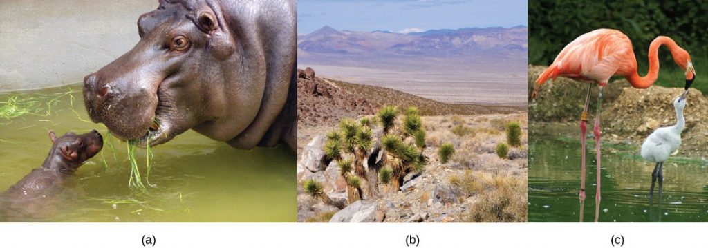 Three images are shown. Part a shows a mother and baby hippopotamus. In part b, mature Joshua trees are pictured next to saplings. In part c, a mother and baby flamingo are shown.
