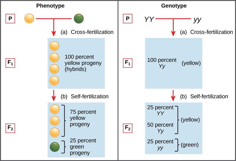 Laws Of Inheritance Introductory Biology Evolutionary And Ecological Perspectives