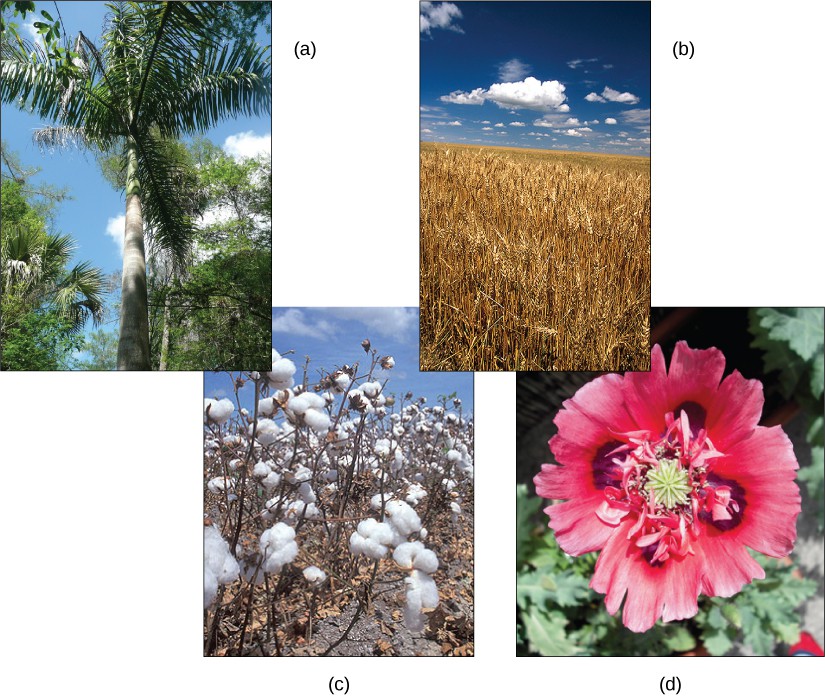 Photo A shows a royal palm tree in a tropical setting. Photo B shows a field of wheat. Photo C shows cotton balls on a cotton plant. Photo D shows a red poppy flower.