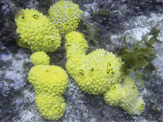 Sponges and Cnidarians – Introductory Biology: Evolutionary and Ecological  Perspectives