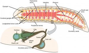 Flatworms, Nematodes, And Arthropods – Introductory Biology ...