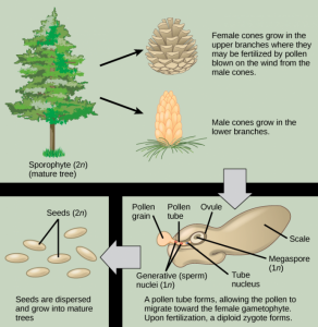 Seed Plants: Gymnosperms – Introductory Biology: Evolutionary and ...