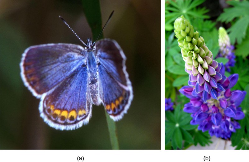 Photo (a) depicts a Karner blue butterfly, which has light blue wings with gold ovals and black dots around the edge. Photo (b) depicts a wild lupine flower, which is long and thin with clam-shaped petals radiating out from the center. The bottom third of the flower is blue, the middle is pink and blue, and the top is green.