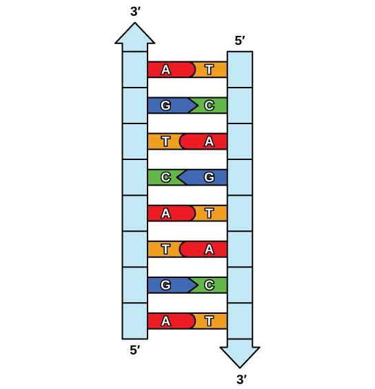 Dna Strand