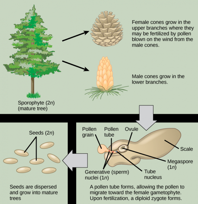 The conifer life cycle begins with a mature tree, which is called a sporophyte and is diploid (2n). The tree produces male cones in the lower branches, and female cones in the upper branches. The male cones produce pollen grains that contain two generative (sperm) nuclei and a tube nucleus. When the pollen lands on a female scale, a pollen tube grows toward the female gametophyte, which consists of an ovule containing the megaspore. Upon fertilization, a diploid zygote forms. The resulting seeds are dispersed, and grow into a mature tree, ending the cycle.