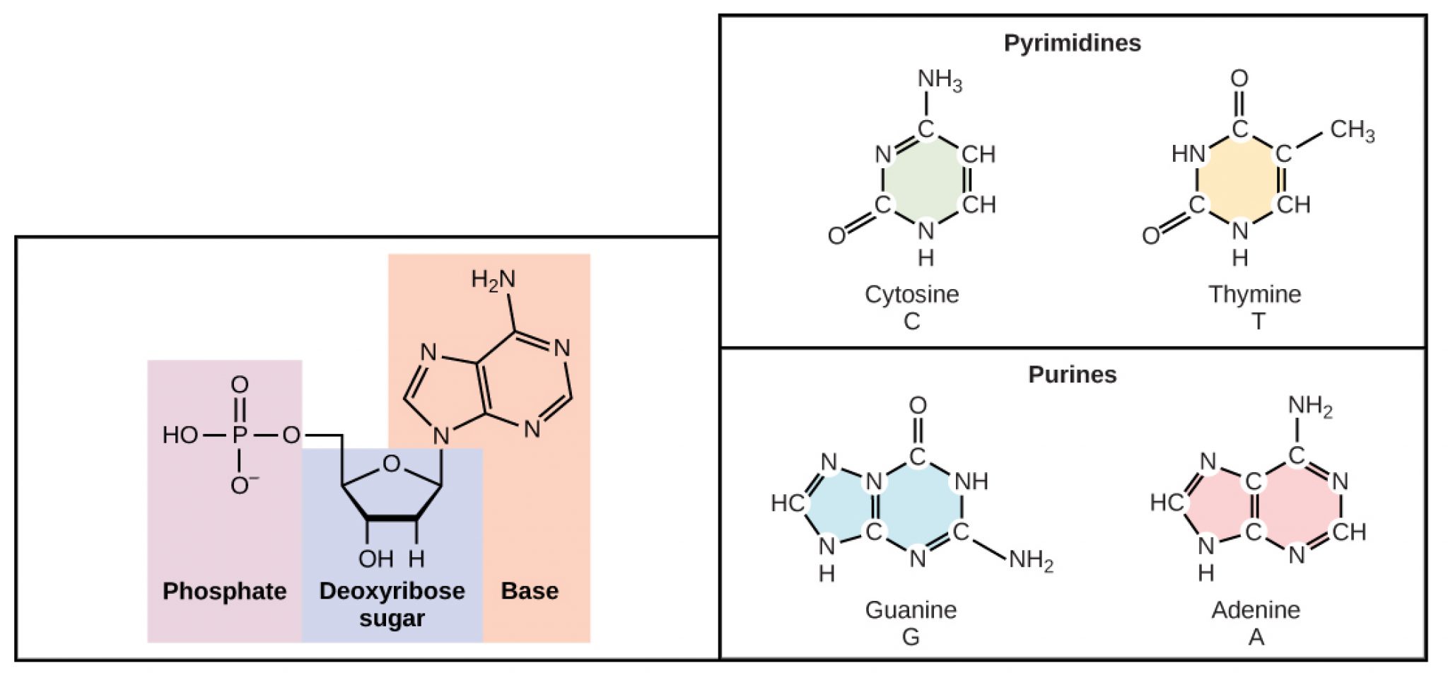 DNA Structure and Function Introductory Biology Evolutionary and
