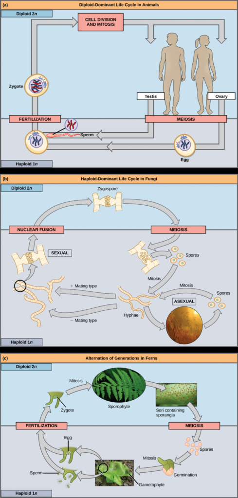 Part a shows the life cycle of animals. Through meiosis, adult males produce haploid (1n) sperm, and adult females produce haploid eggs. Upon fertilization, a diploid (2n) zygote forms, which grows into an adult through mitosis and cell division. Part b shows the life cycle of fungi. In fungi, the diploid (2n) zygospore undergoes meiosis to form haploid (1n) spores. Mitosis of the spores occurs to form hyphae. Hyphae can undergo asexual reproduction to form more spores, or they form plus and minus mating types that undergo nuclear fusion to form a zygospore. Part c shows the life cycle of fern plants. The diploid (2n) zygote undergoes mitosis to produce the sphorophyte, which is the familiar, leafy plant. Sporangia form on the underside of the leaves of the sphorophyte. Sporangia undergo meiosis to form haploid (1n) spores. The spores germinate and undergo mitosis to form a multicellular, leafy gametophyte. The gametophyte produces eggs and sperm. Upon fertilization, the egg and sperm form a diploid zygote.