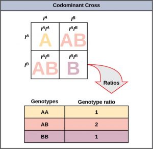 Extensions of the Laws of Inheritance – Introductory Biology ...