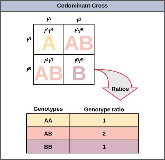 Extensions of the Laws of Inheritance Introductory Biology